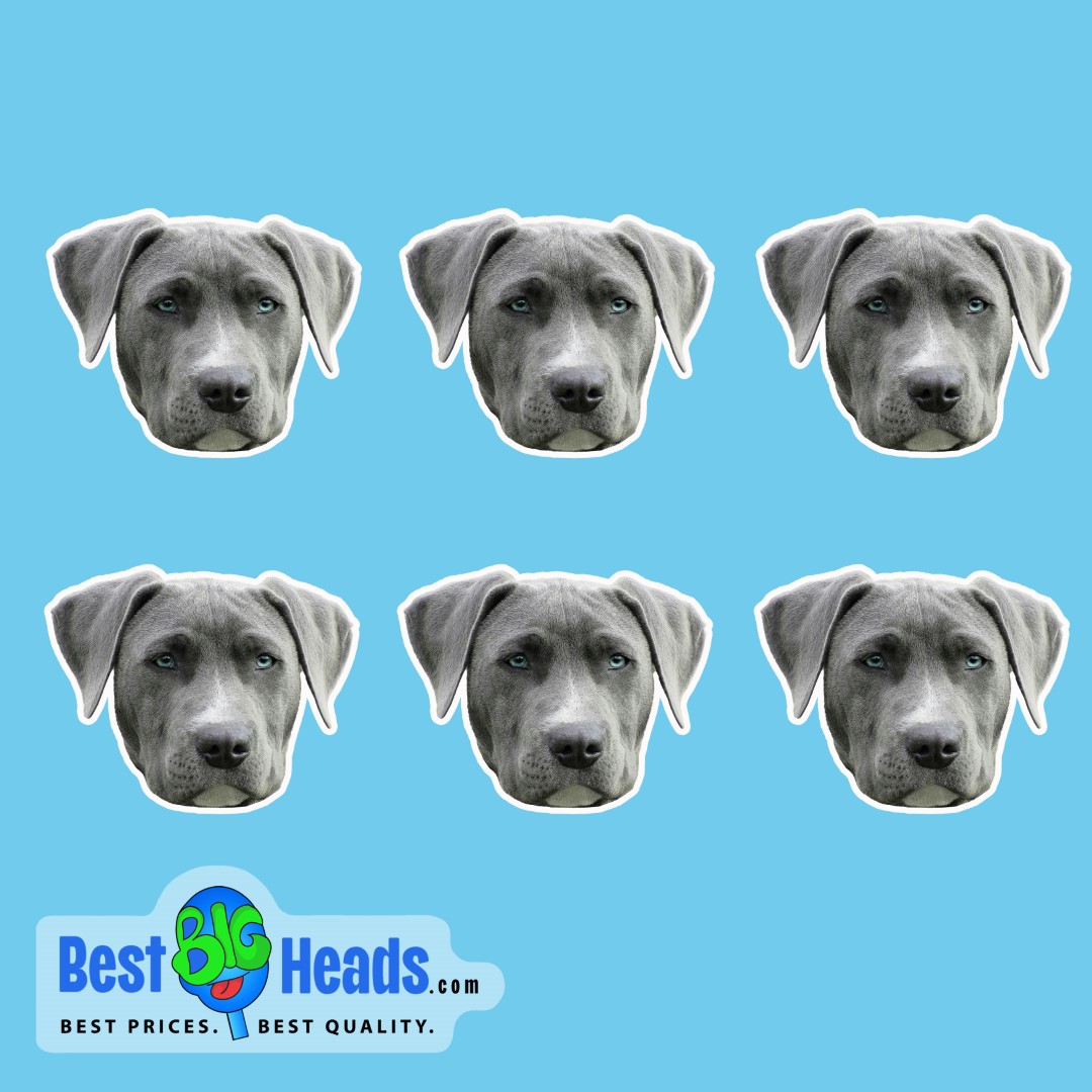 Cute gray dog's face displayed on six custom stickers against a blue background.